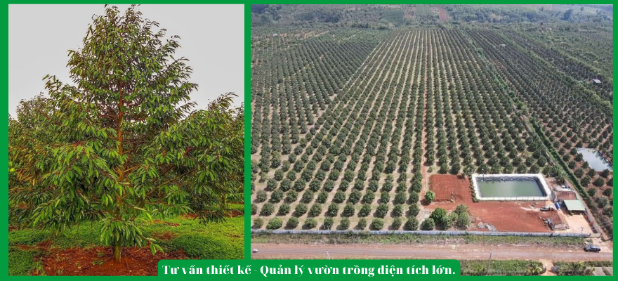 Tại sao nên trồng cây sầu riêng